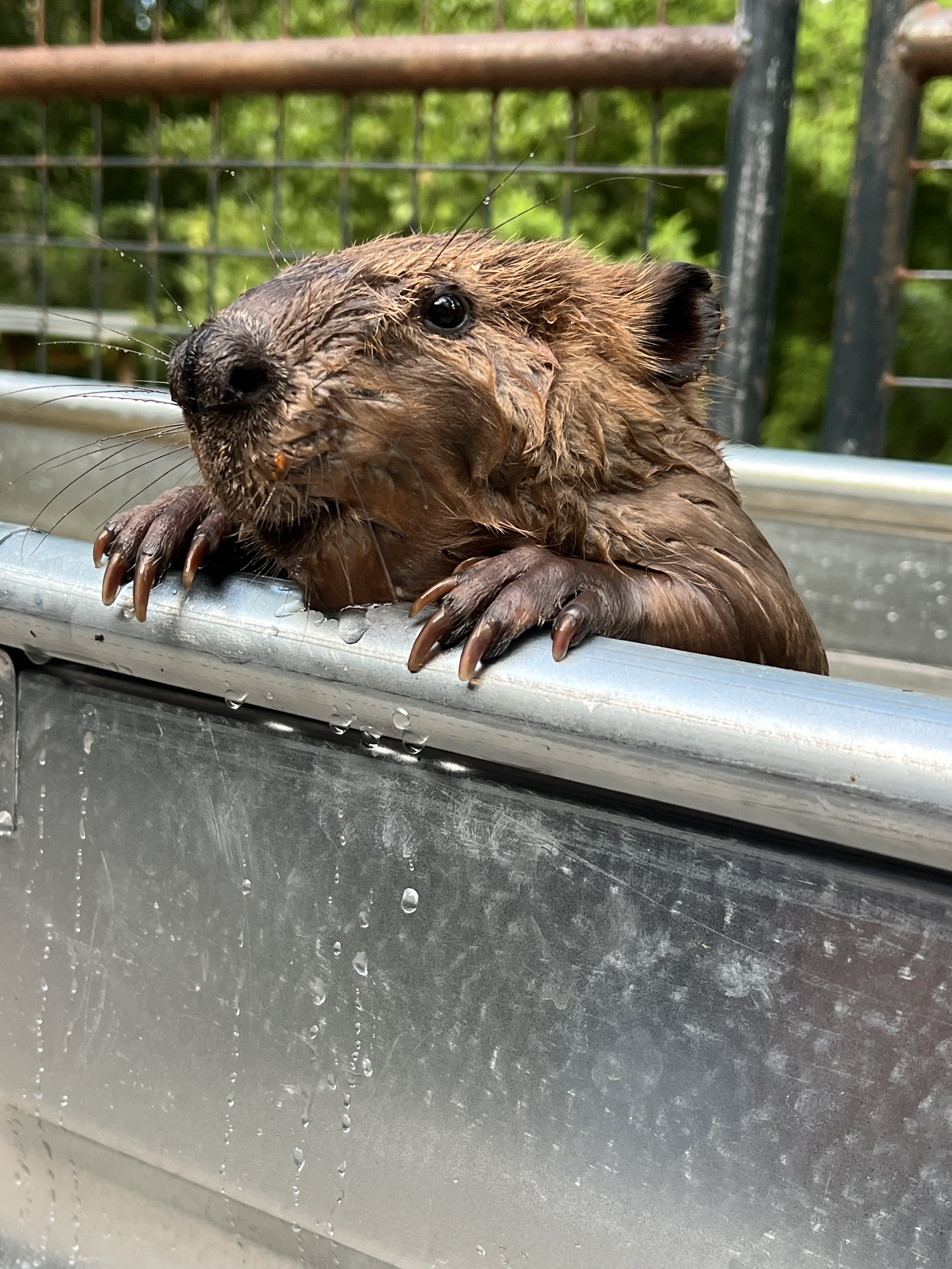 North American Beaver