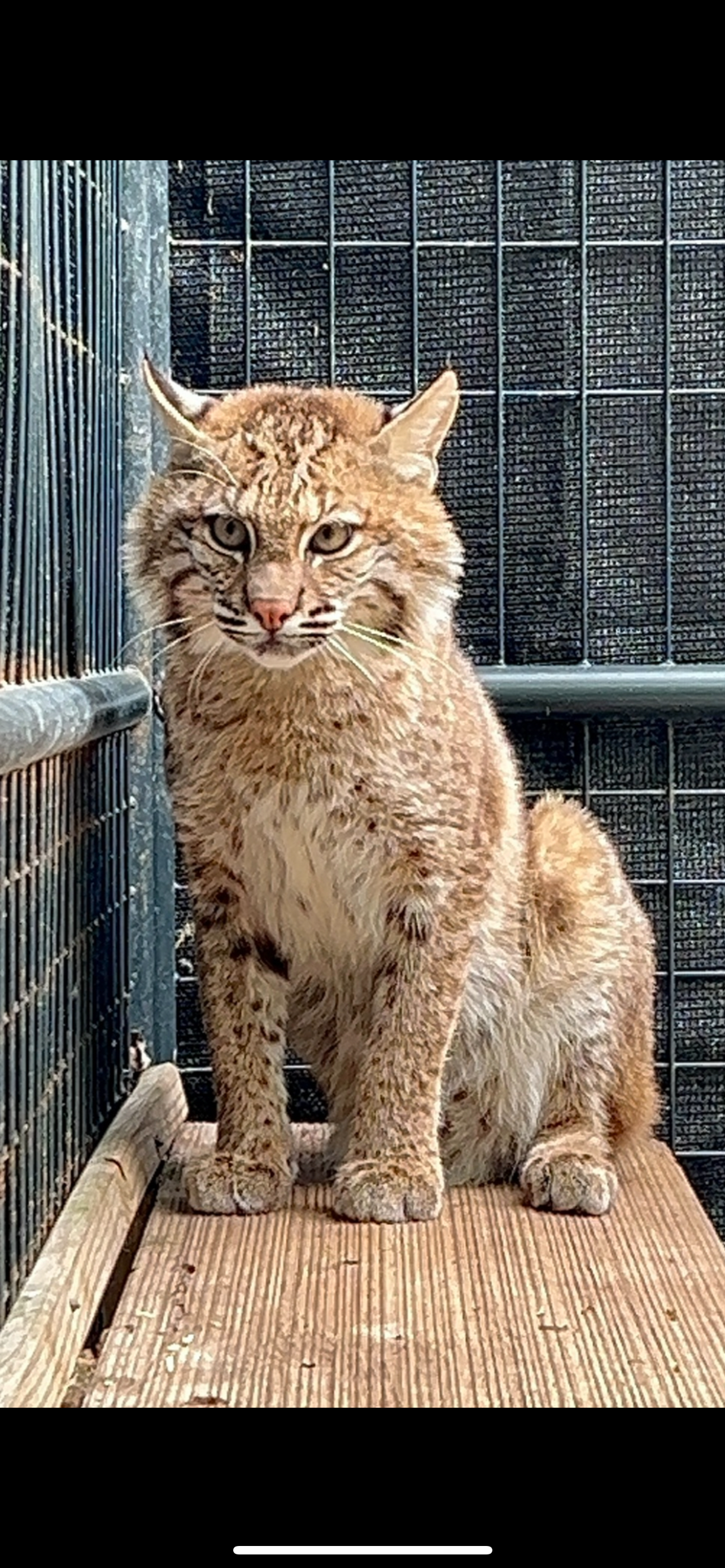 Bobcat