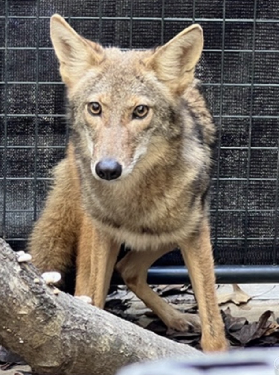 Coyote