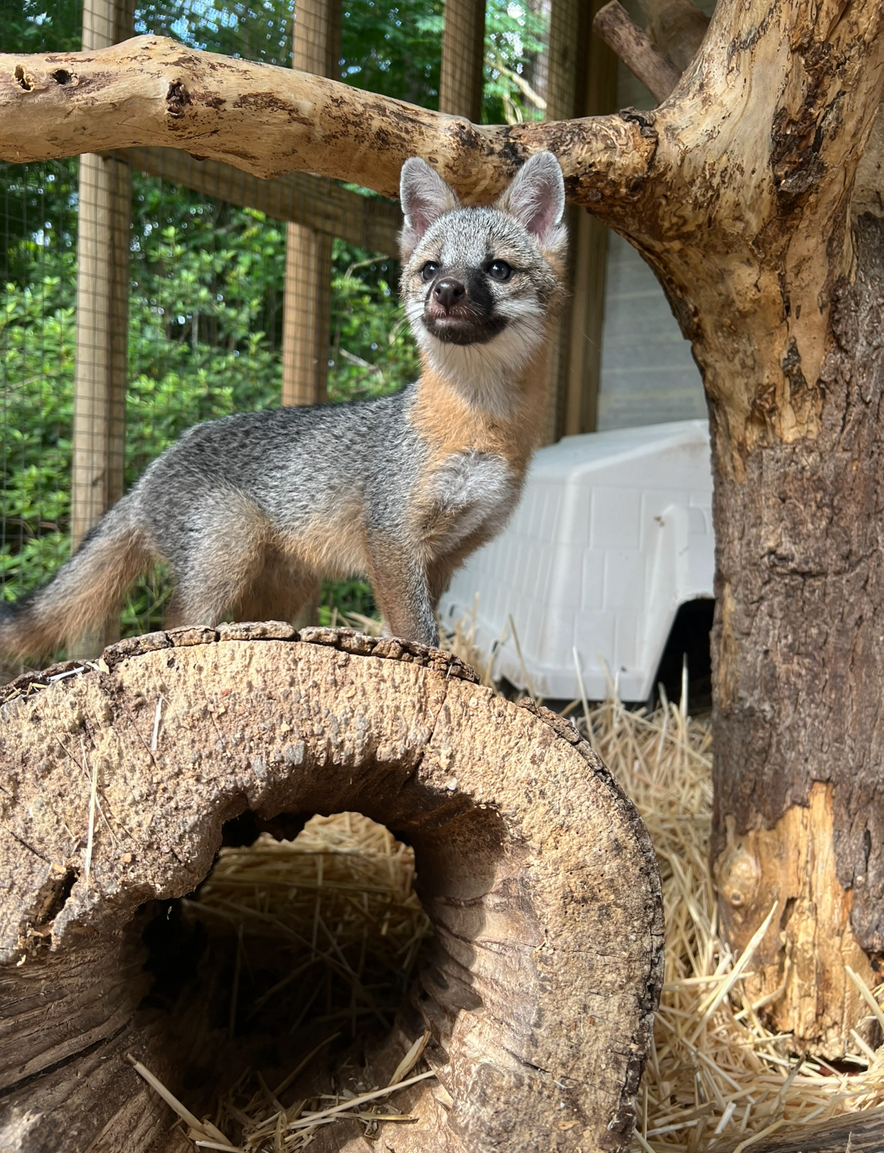 Gray Fox
