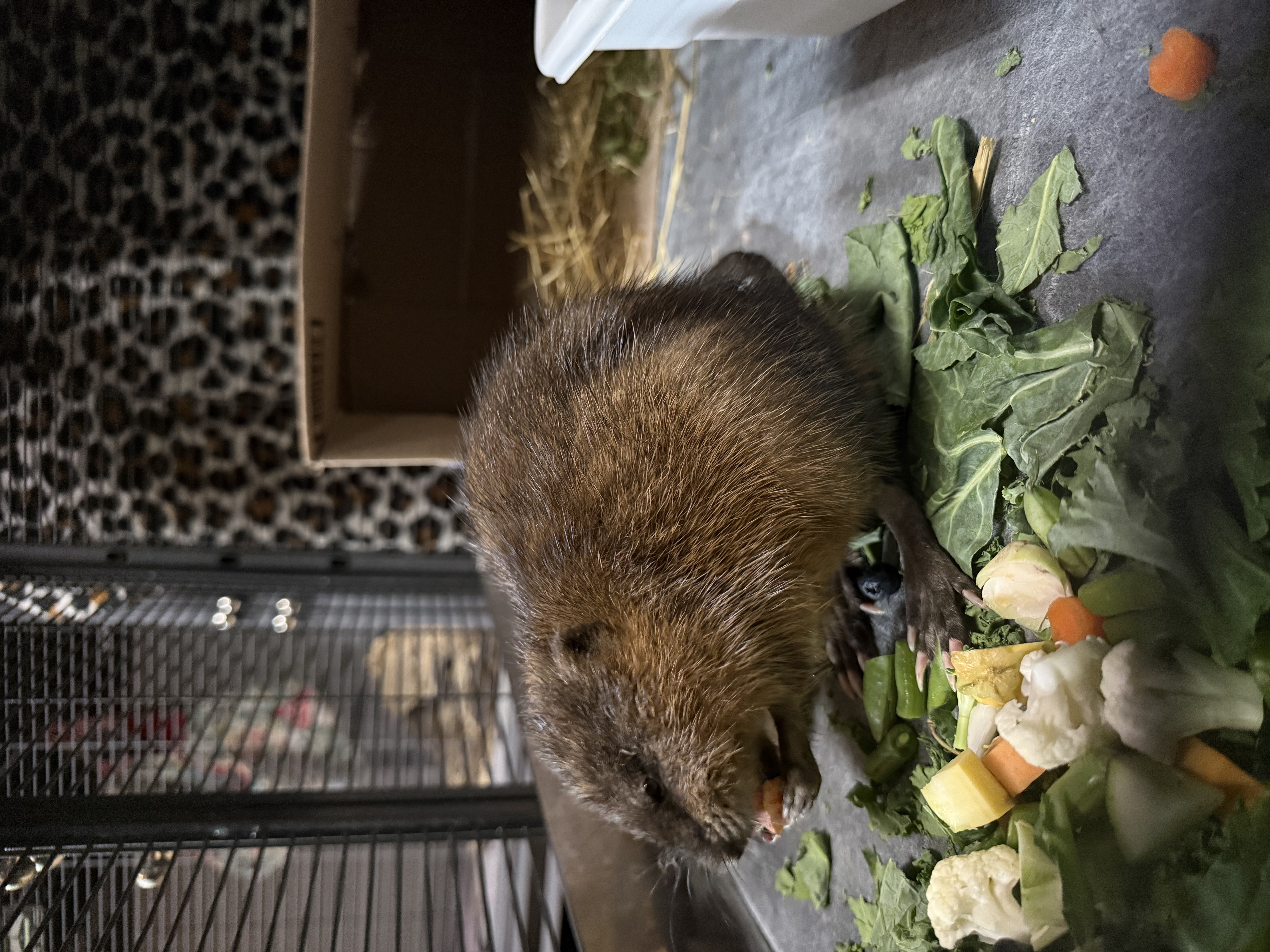 Muskrat