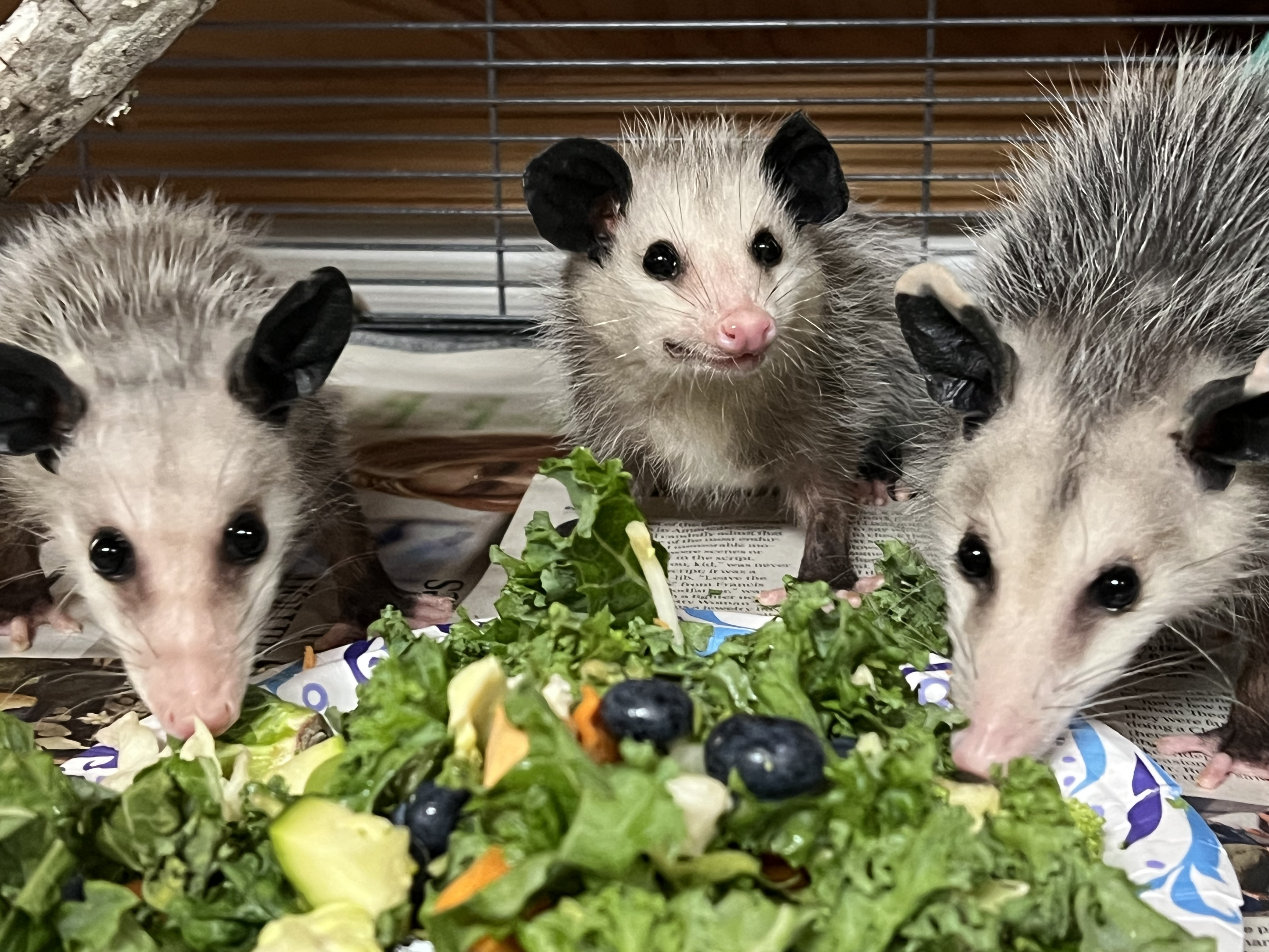 Virginia Opossum