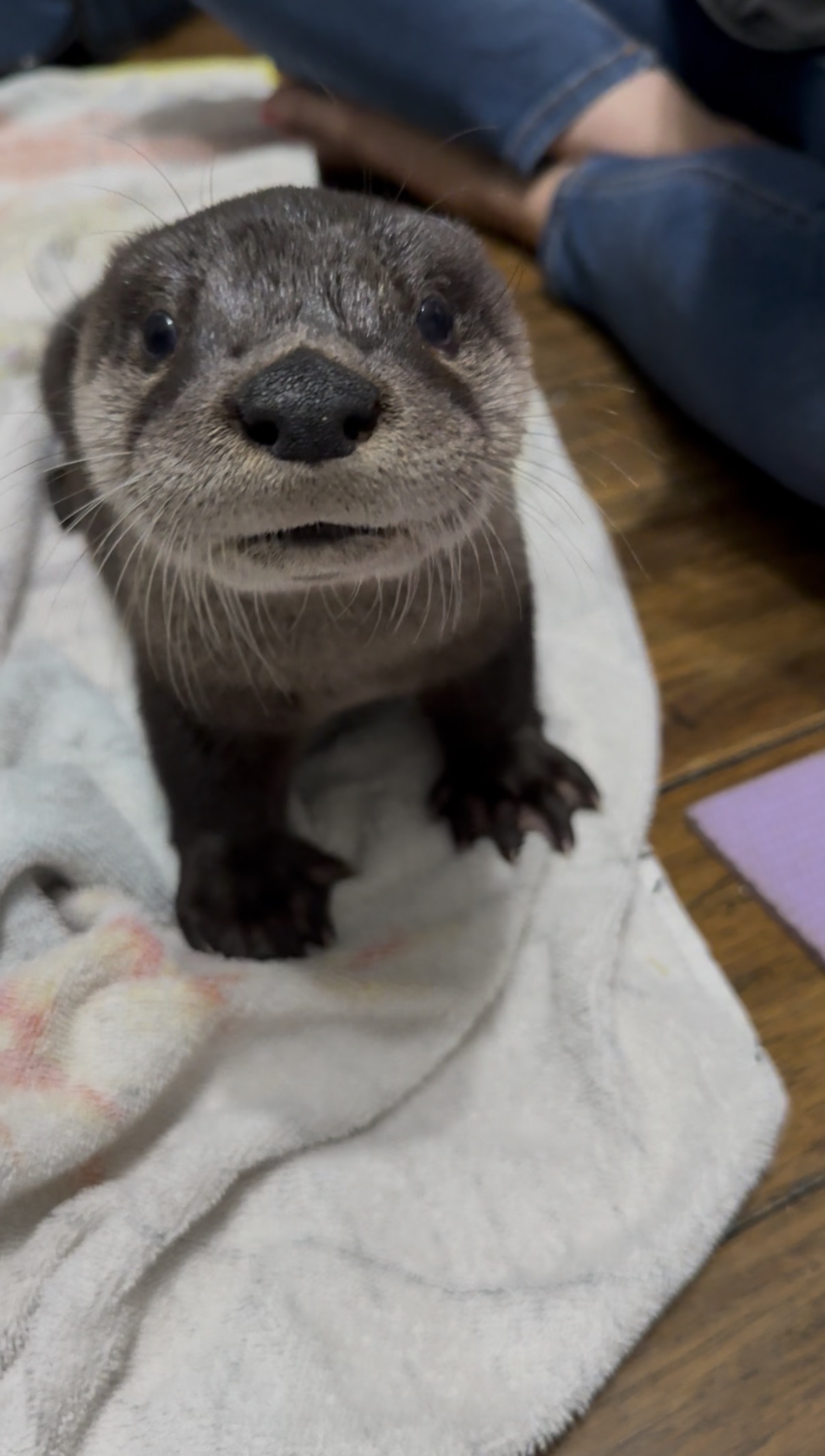 North American River Otter