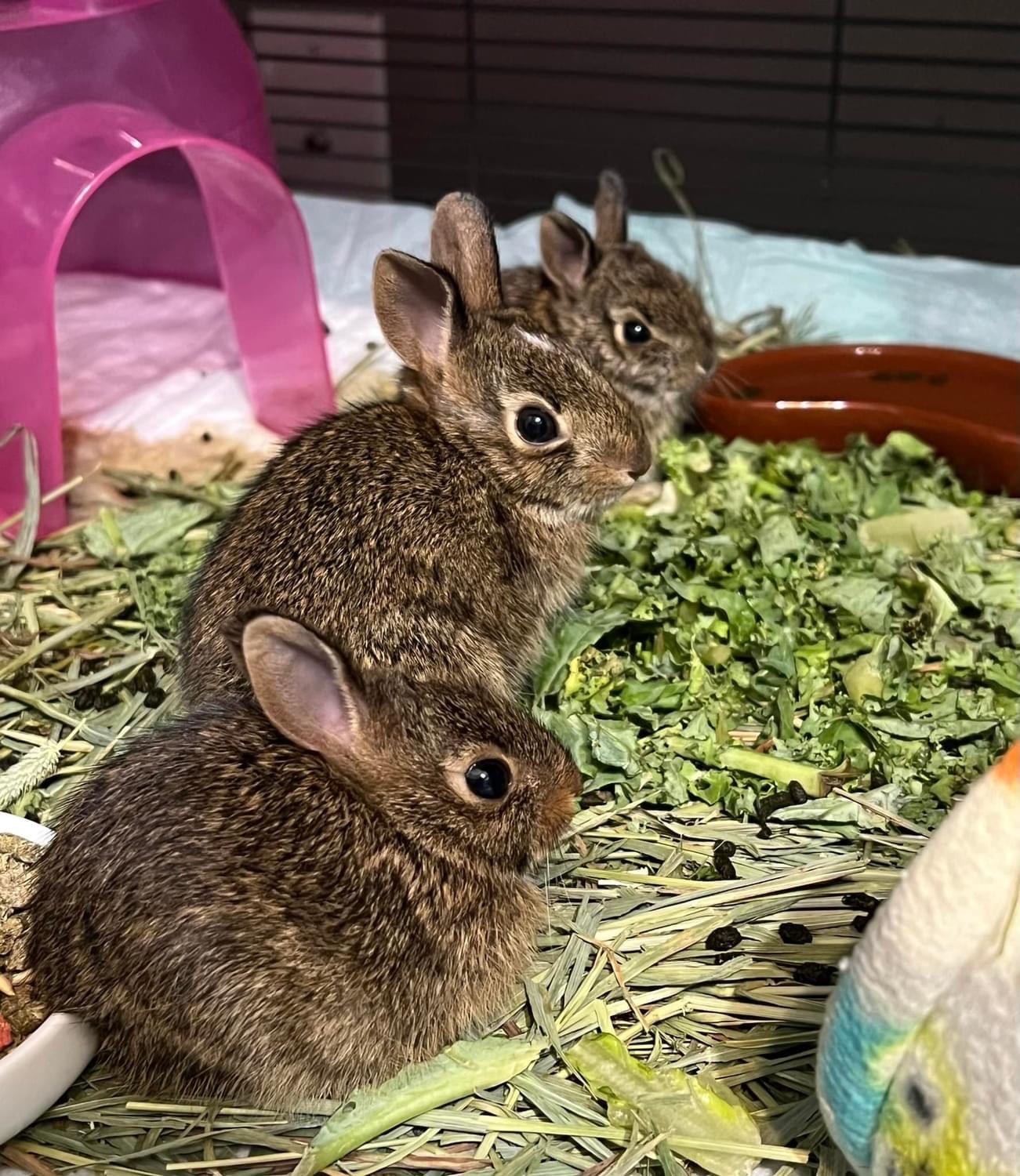 Eastern Cottontail
