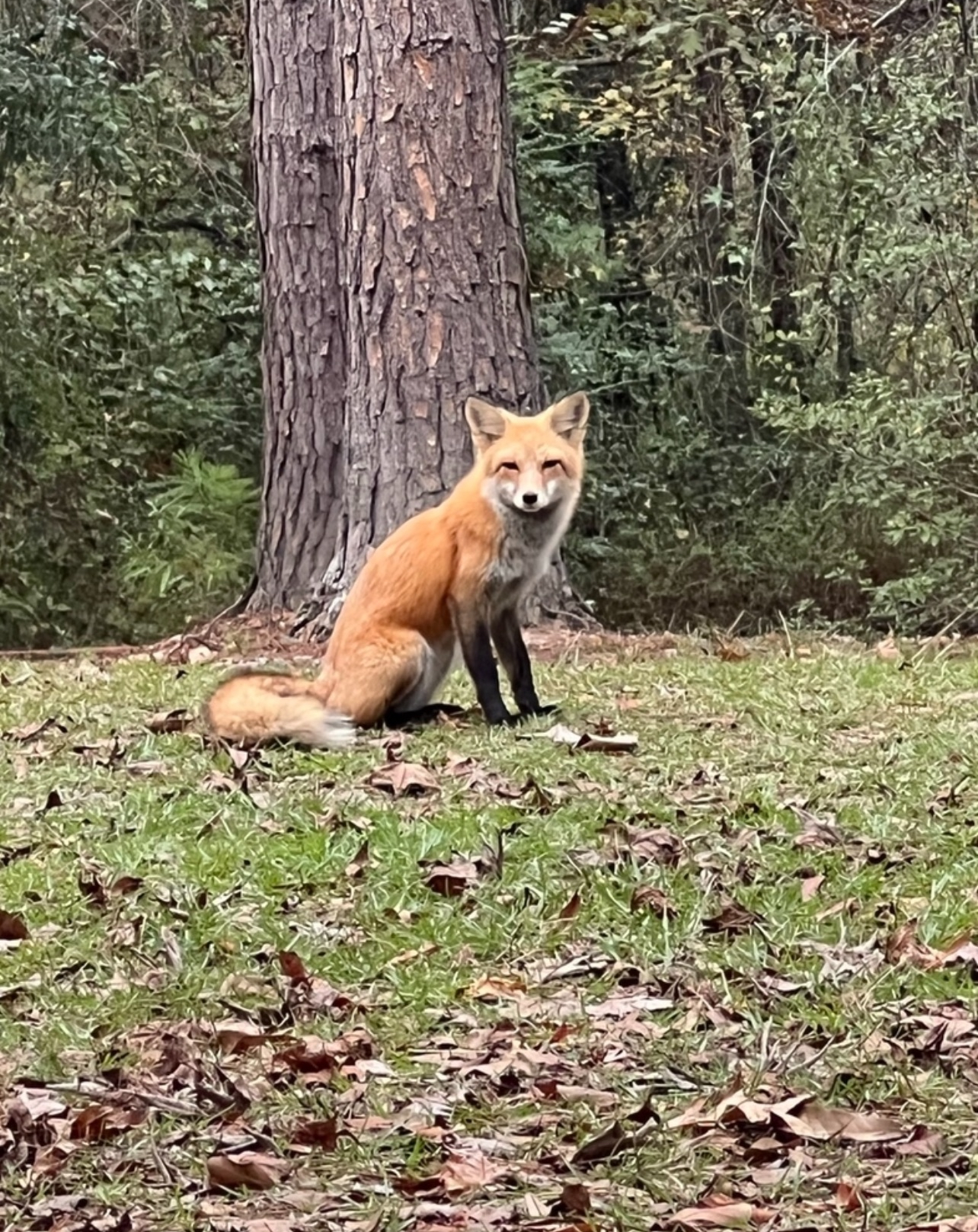 Red Fox