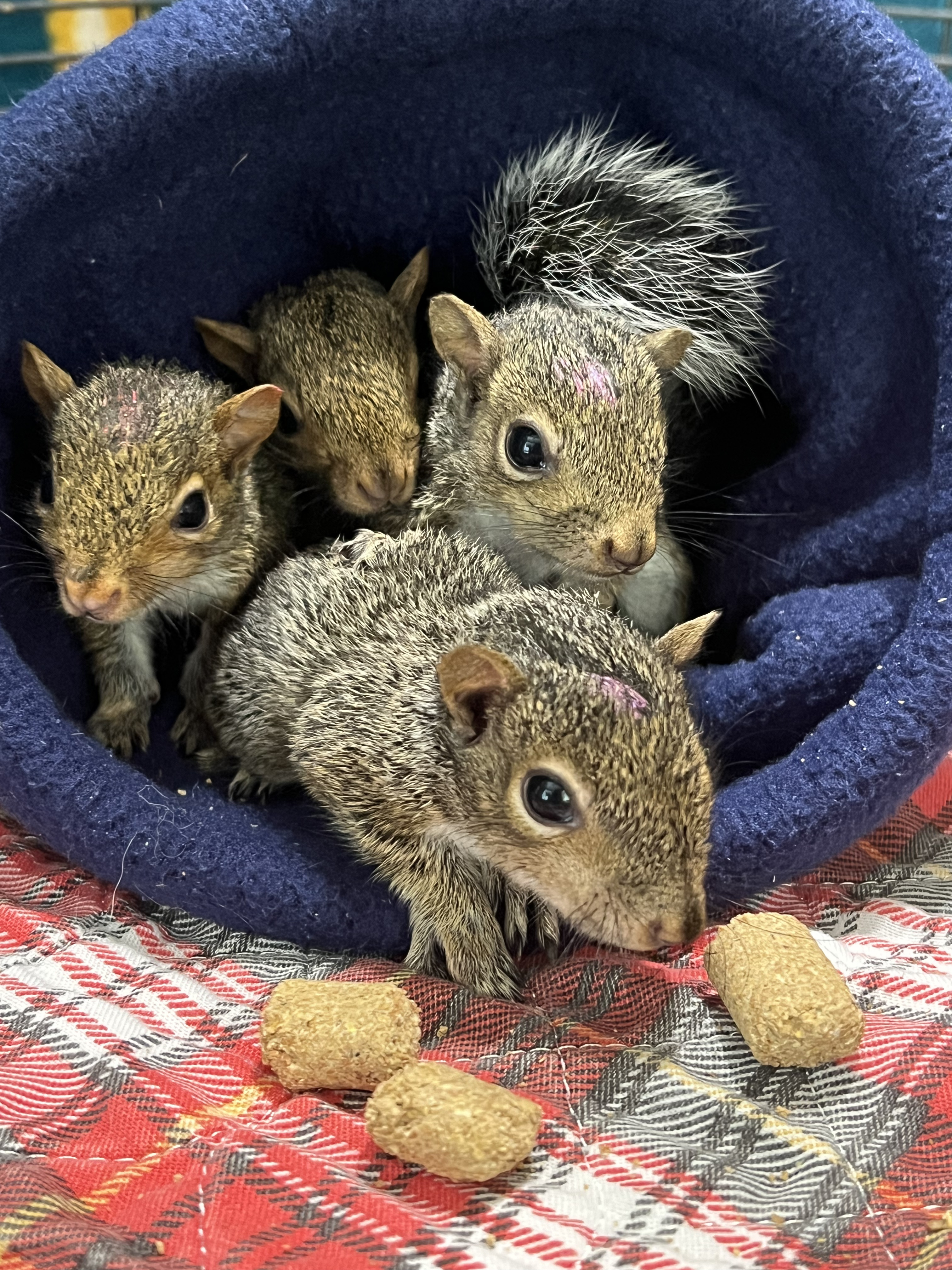 Eastern Gray Squirrel