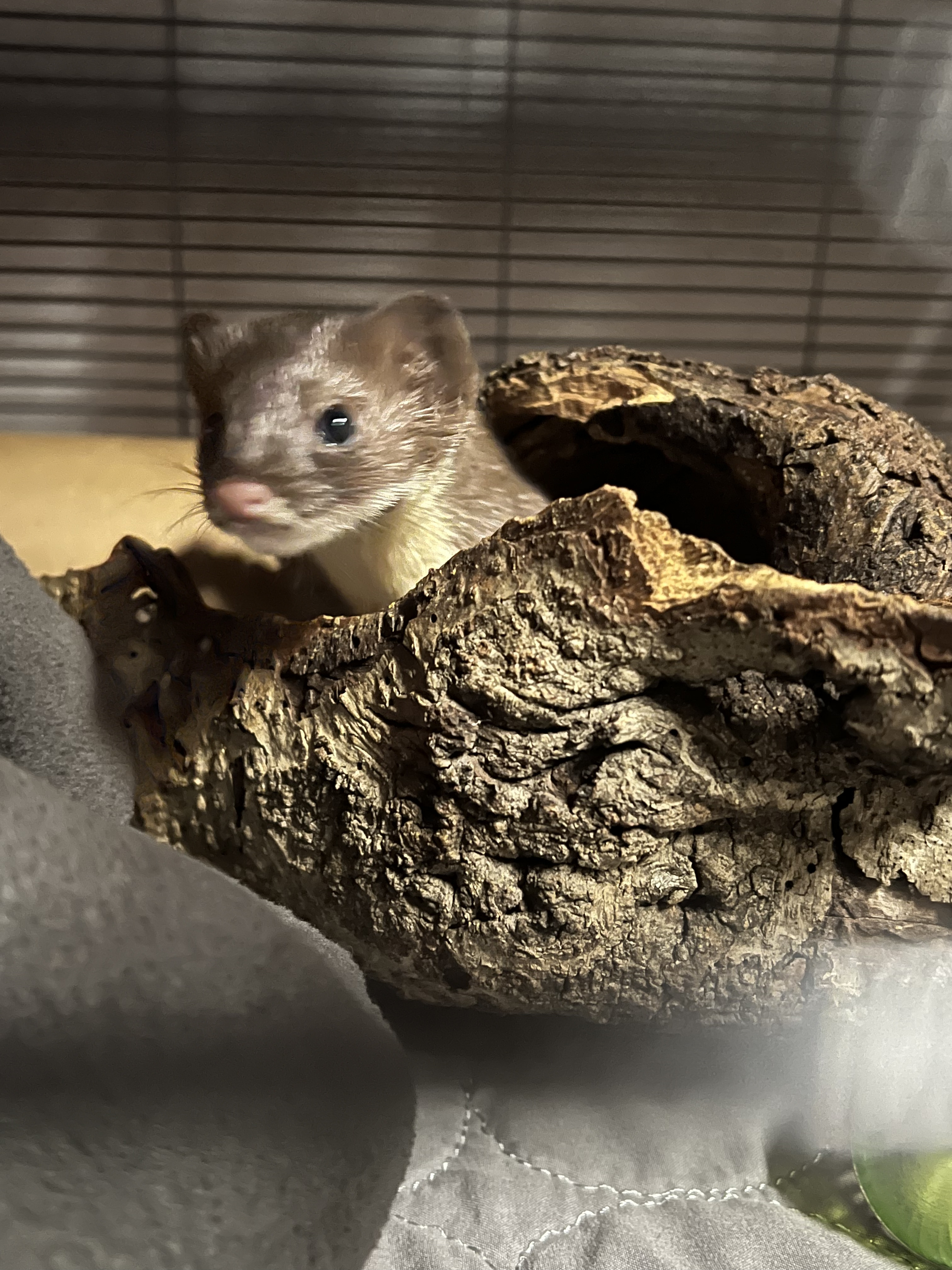 Long-tailed Weasel